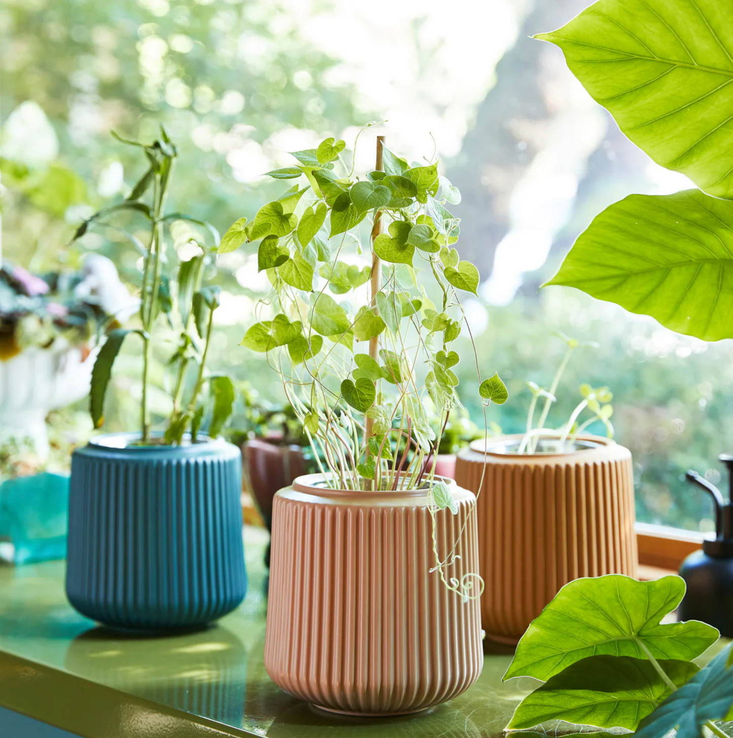 Flower Grow Kit
