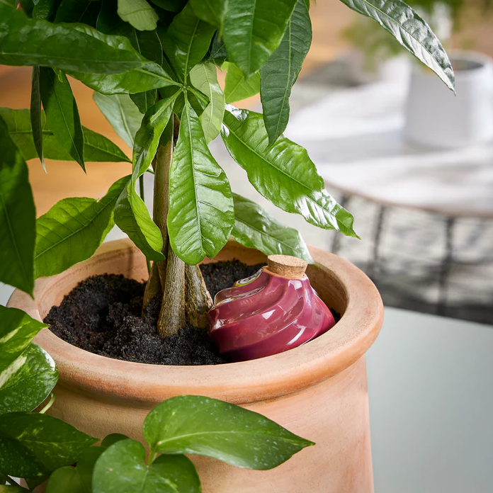 Terracotta Watering Bulb
