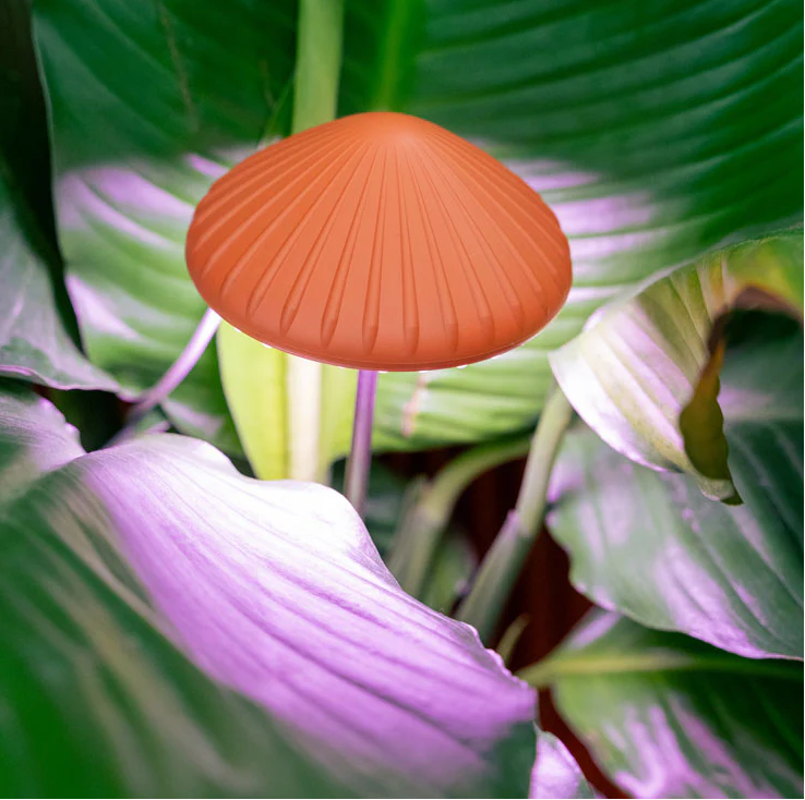 Mushroom Grow Light