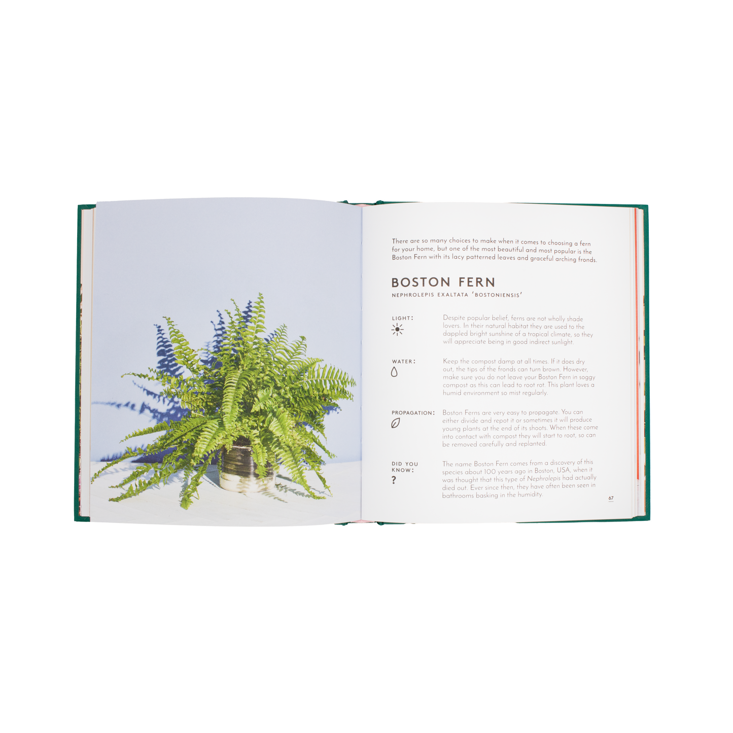 The Little Book of House Plants and Other Greenery